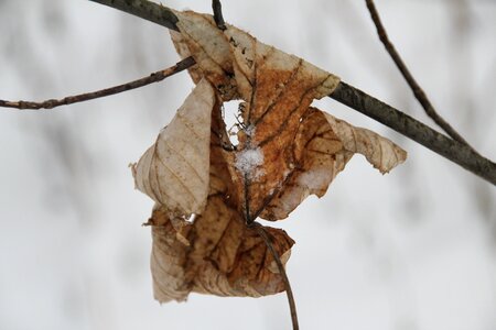 Snowy wintry botany