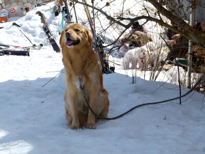 Pet friend winter