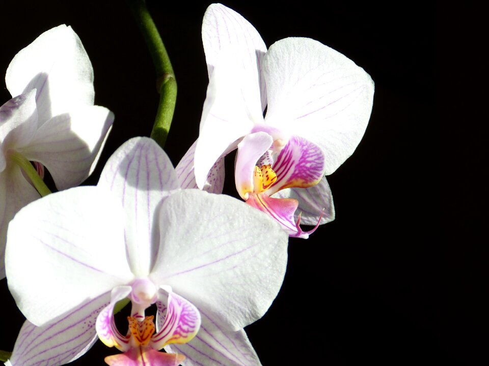 Pink flower tropical