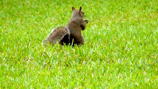 Squirrels wildlife animals
