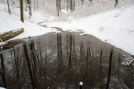 Forest nature mirroring
