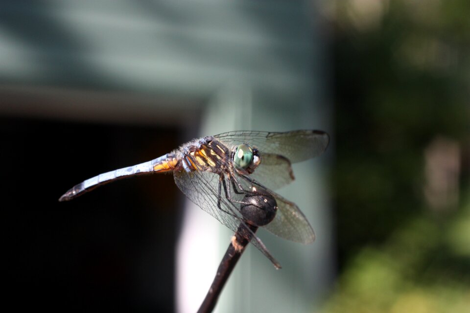 Dragonflies nature animals