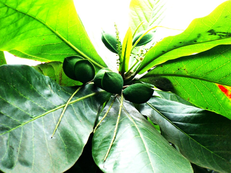 Nut almond leaves almond tree