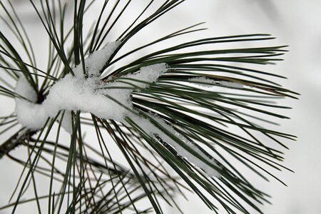 Snow cold wintry