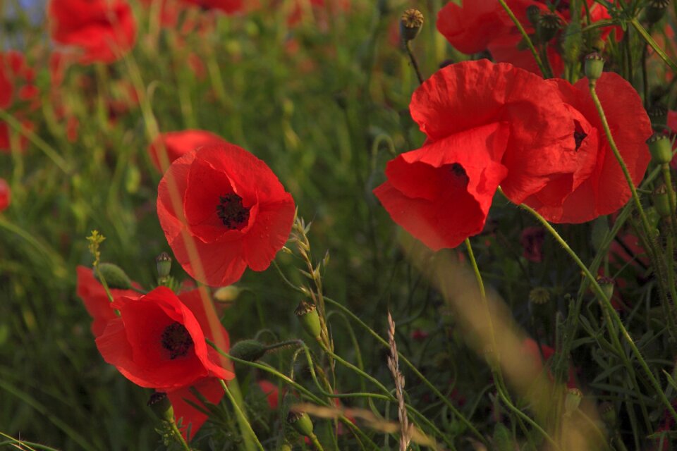 Field summer flower