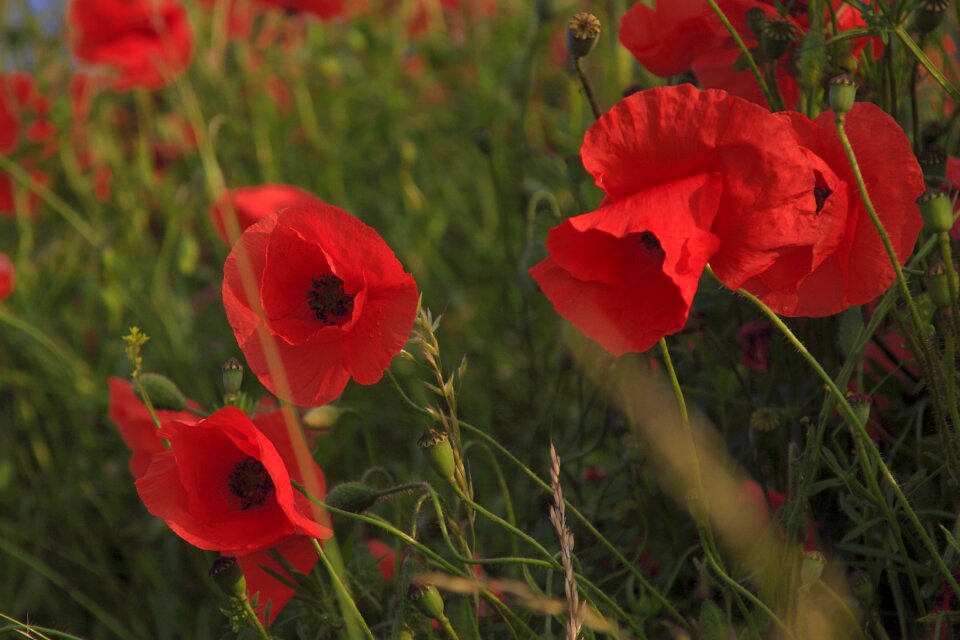 Field summer flower photo