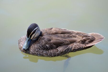 Nature bird albert park