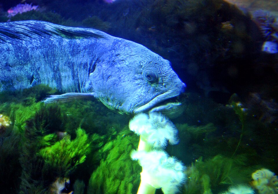 Water underwater perch photo