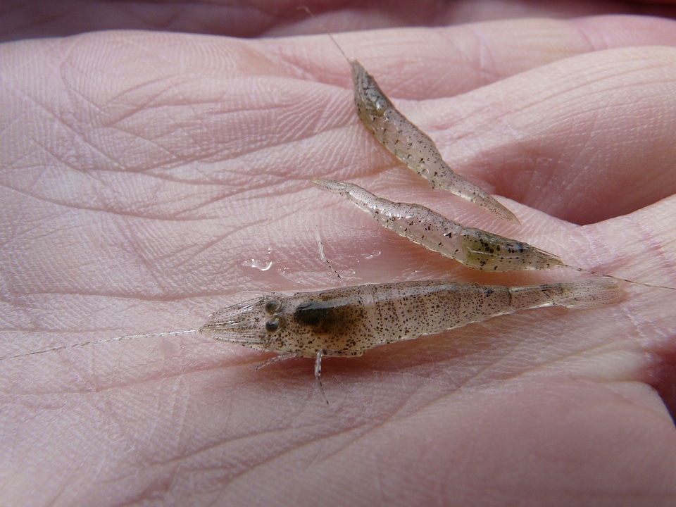 Beach shrimp garnet porre