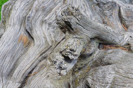 Root log bark photo