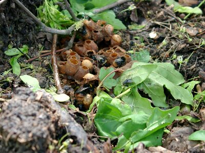 Insect bumblebee nest nature