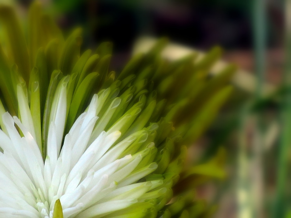 Blossom bloom petal