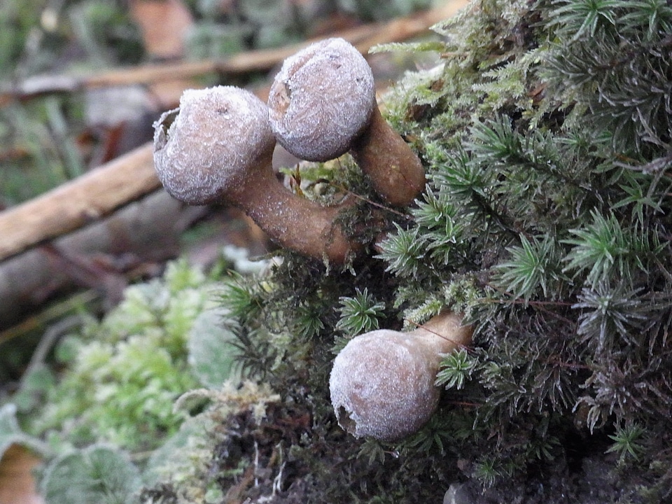 Forest winter frost