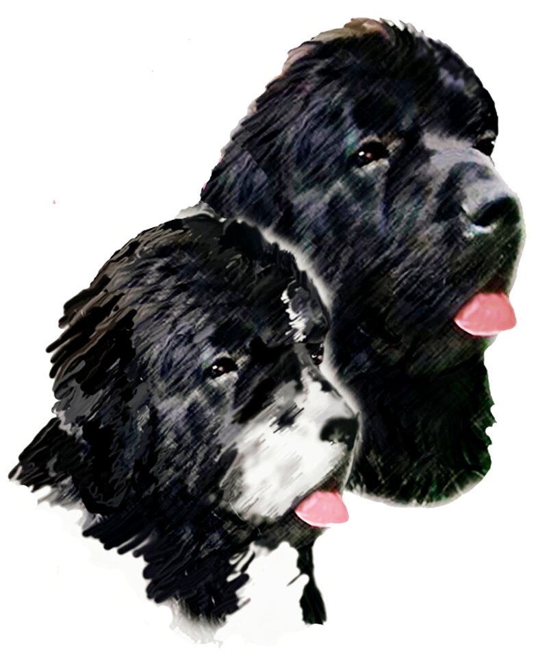 Landseer animals head study