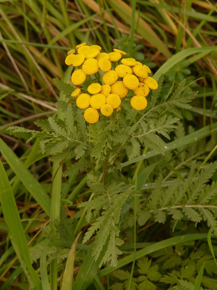 Worm herbal composites asteraceae