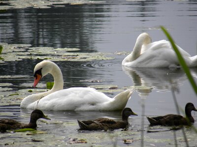 Animal white swan photo