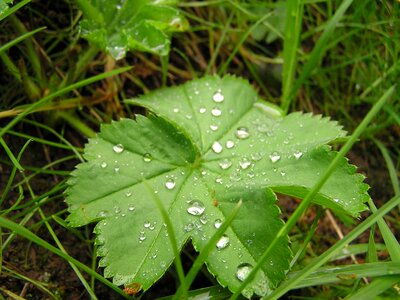 Plant rain drip photo