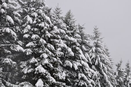 Winter tree wintry photo