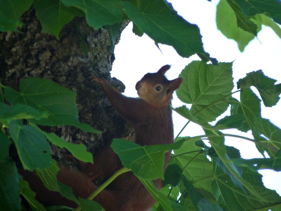 Animal possierlich nature