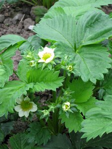 Fruit food strawberry flower