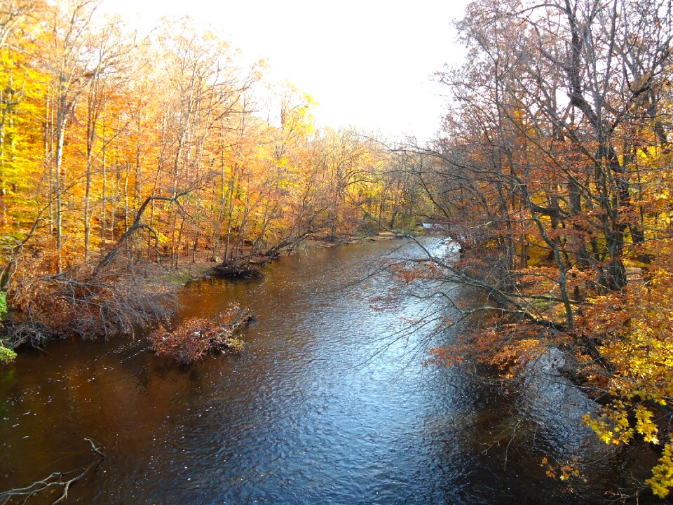 Autumn fall forest