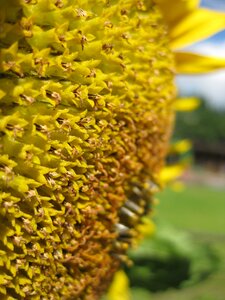 Yellow plant flower