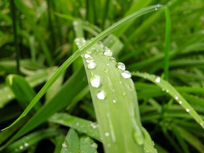 Plant rain drip photo