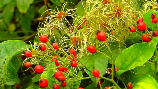 Herbs autumn plant