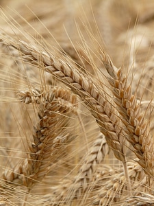 Grain field rye field