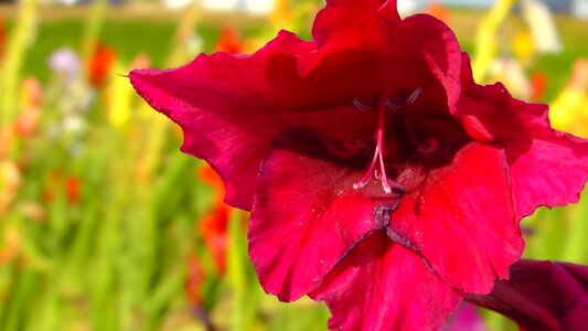 Flower nature summer
