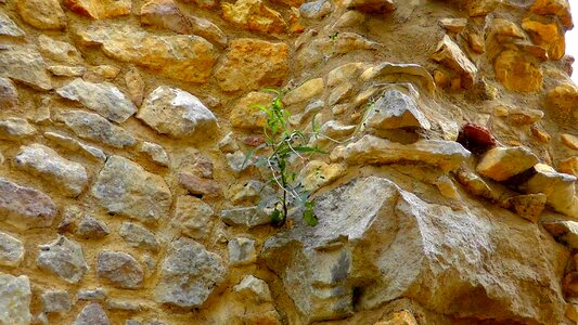 Wall wallflower boulders