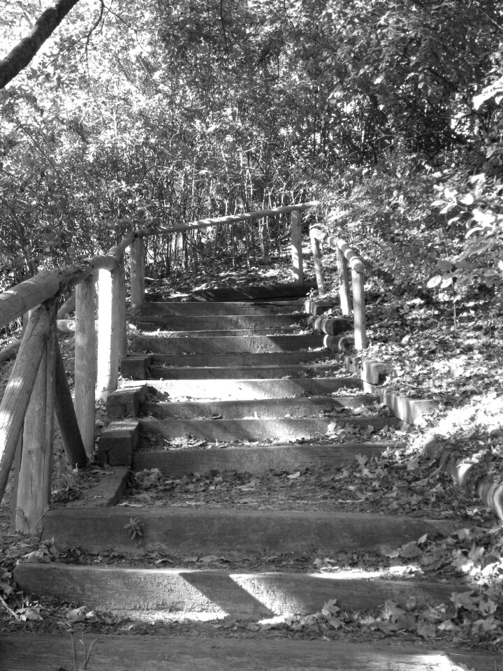 Black and white trail nature
