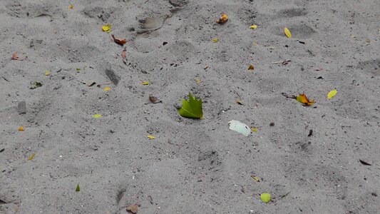 Beach sand beach nature