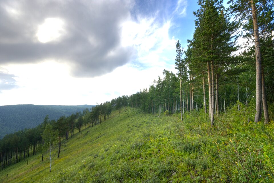 Landscape forest trees