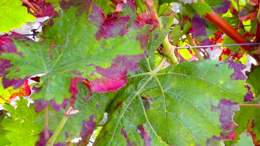 Vineyard wine leaf harvest