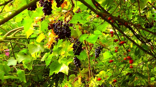 Red grapes grapes wild growth