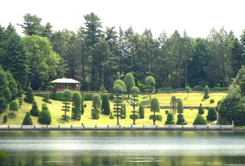 Water forest trees