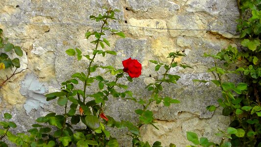 Lonely loneliness nature