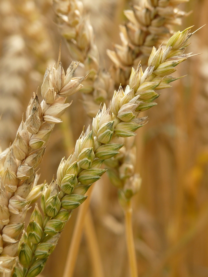 Grain field wheat field