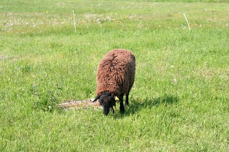 Graze pasture eat