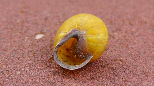Molluscs animals land snail photo