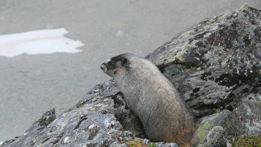 A marmot animals rodent