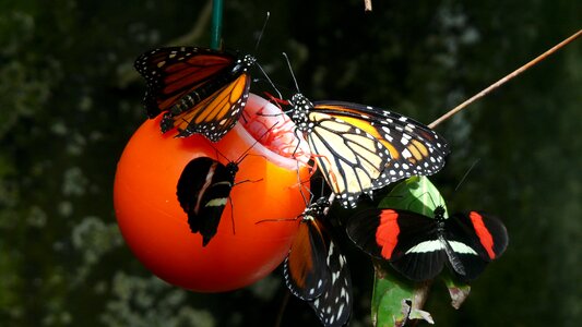 Monarch vancouver aquarium photo