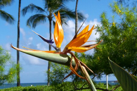 Nature plants flowers