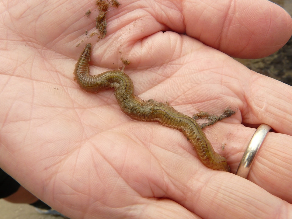 Annelid wadden sea watts