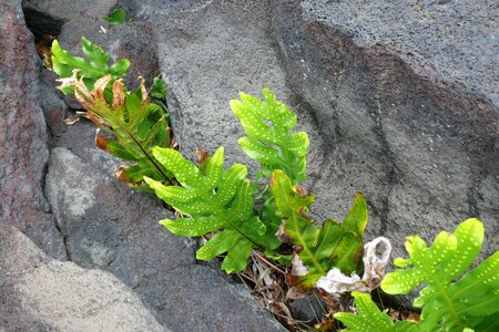 Nature lava ocean