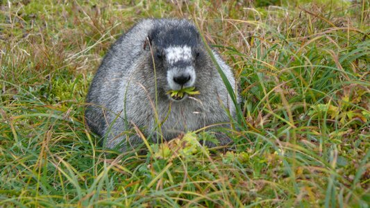 A marmot animals rodent
