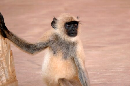 Animal wild animal mammal