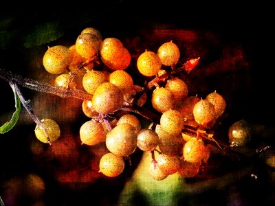 Painting style berries
