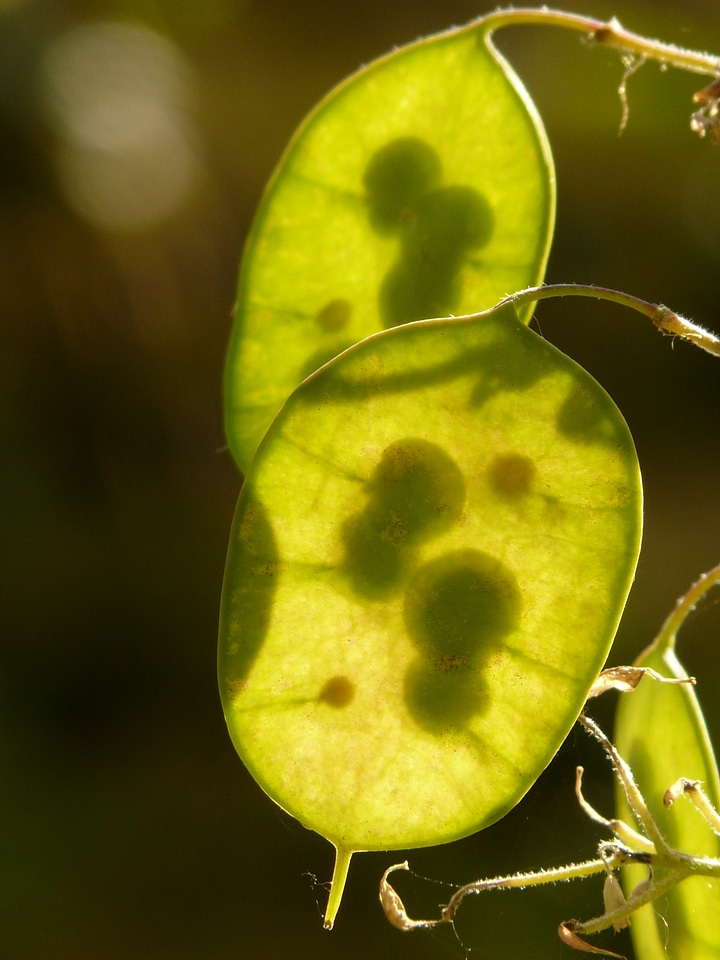 Schötchen garden lunaria herb